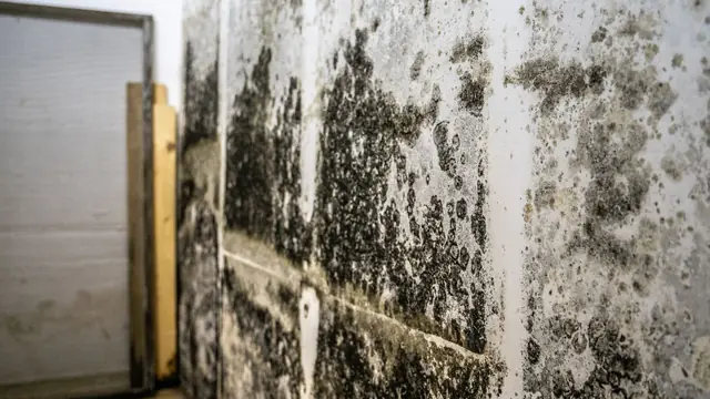 Dark mold growth across a basement wall beside a wood stud