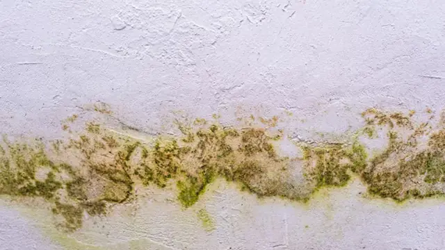 Greenish yellow mildew band along the top of a painted wall